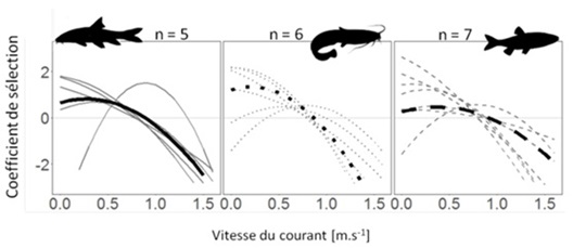 Figure 3b. Exemple pour la vitesse du courant de l’intensité de sélection observée pour chaque individu (courbes grises) et celle observée à l’échelle de l’espèce (courbes noires).